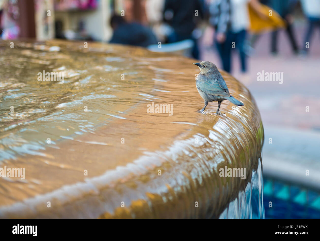 Vogel, genießen die SAT am Brunnen in IRVINE, CA USA Stockfoto