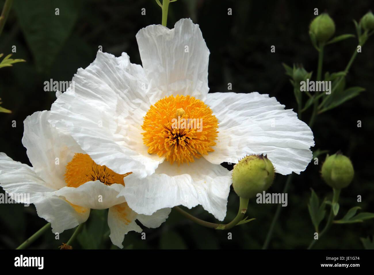 Romneya Coulteri oder der kalifornischen Baum Mohn wird manchmal auch als Gebratene Aubergine - aus offensichtlichen Gründen bezeichnet. Stockfoto