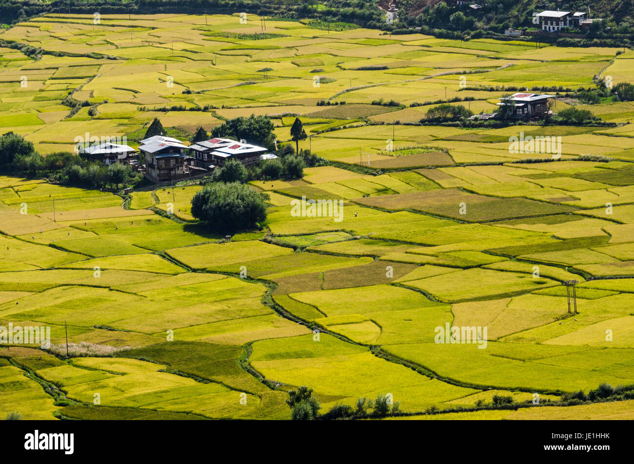 Kreative Muster und Texturen der Reisfelder in Himalaya-region Stockfoto