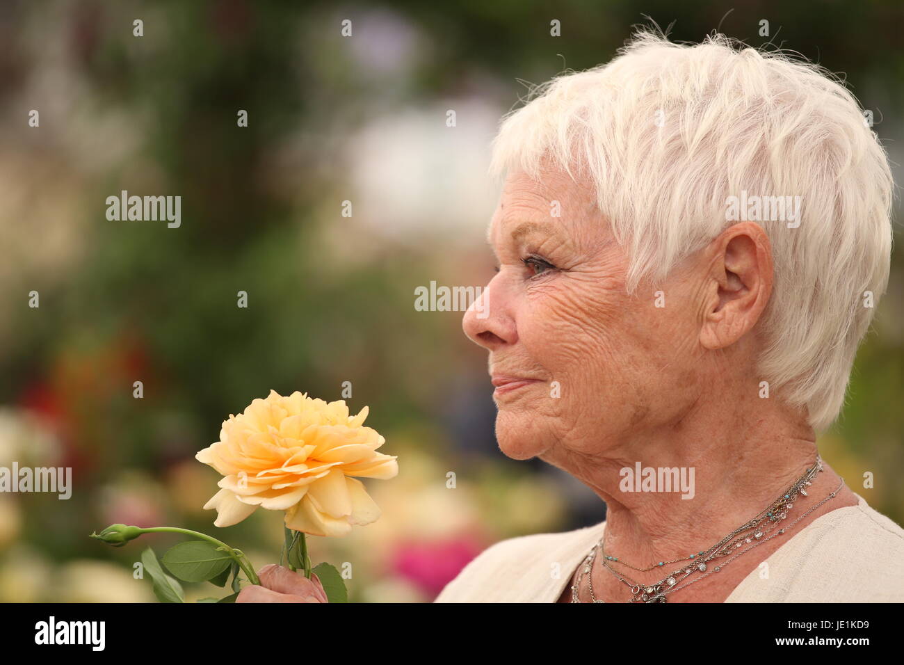 RHS Chelsea Flower Show 2017 - Pressetag mit: Dame Judy Dench Where: London, Vereinigtes Königreich bei: Kredit-22. Mai 2017: Lia Toby/WENN.com Stockfoto