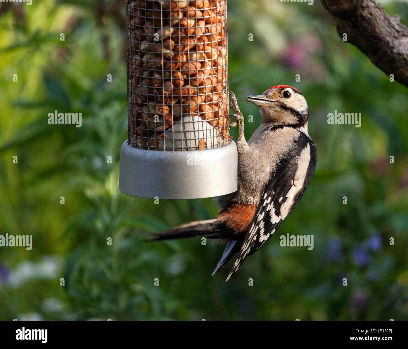 Juvenile Great Spotted Woodpecker Dendrocopos große beleuchtete späten Abendlicht auf Peanut Feeder UK Stockfoto