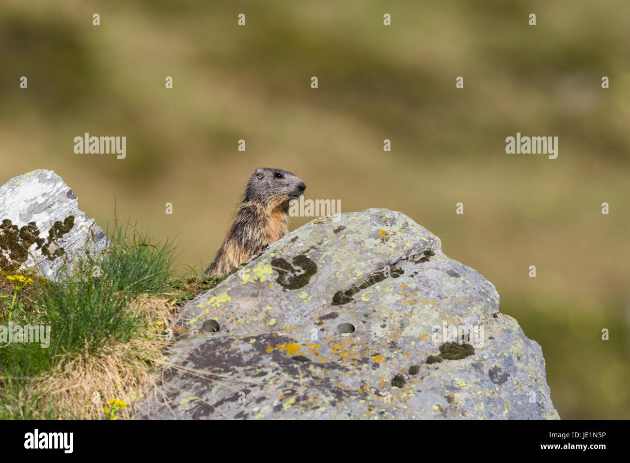 Natürliche alpine Murmeltier (Marmota Monax) hinter Rock im Grünland Stockfoto