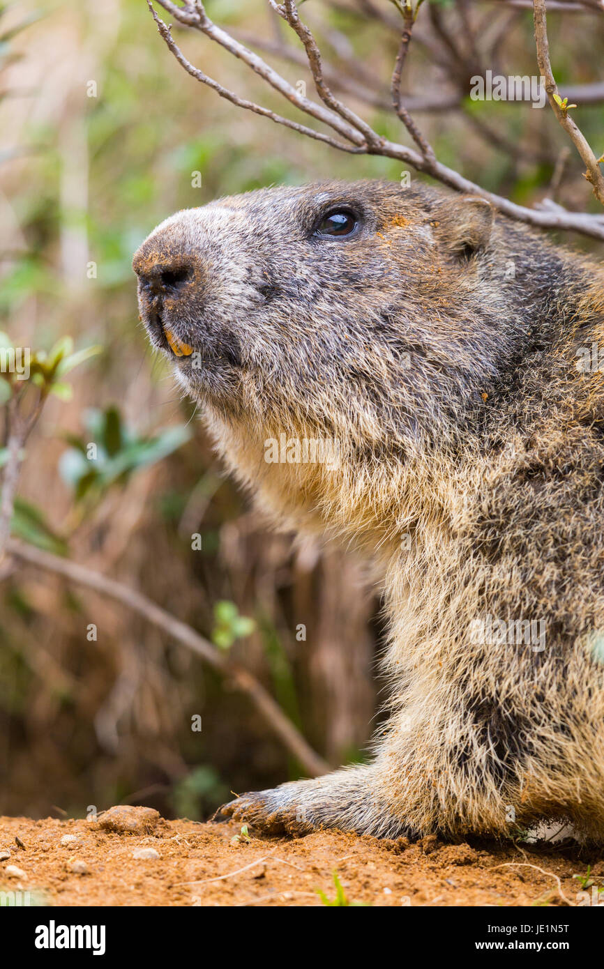 Detaillierte Outdoor Portrait von natürlichen alpine Murmeltier (Marmota Monax) Stockfoto