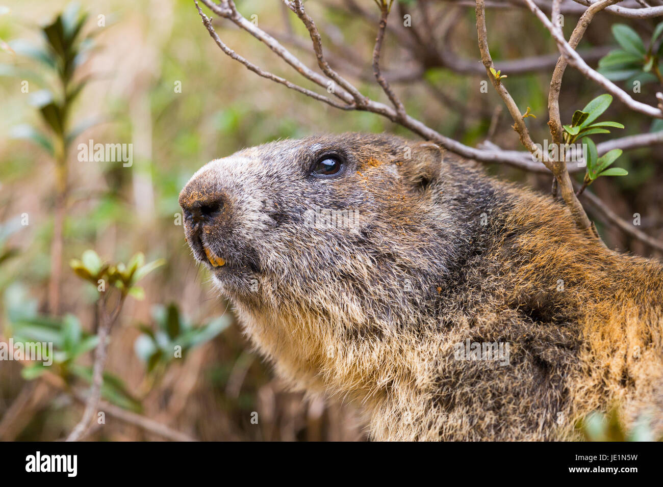 Detaillierte Outdoor Portrait von natürlichen alpine Murmeltier (Marmota Monax) Stockfoto