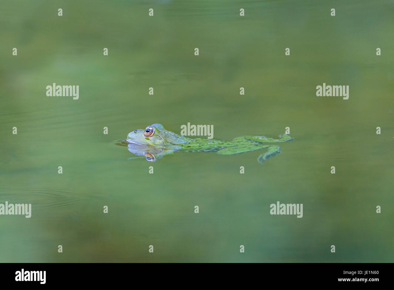 Natürliche wider grüner Frosch (Rana esculenta) Schwimmen im grünen Wasser Stockfoto