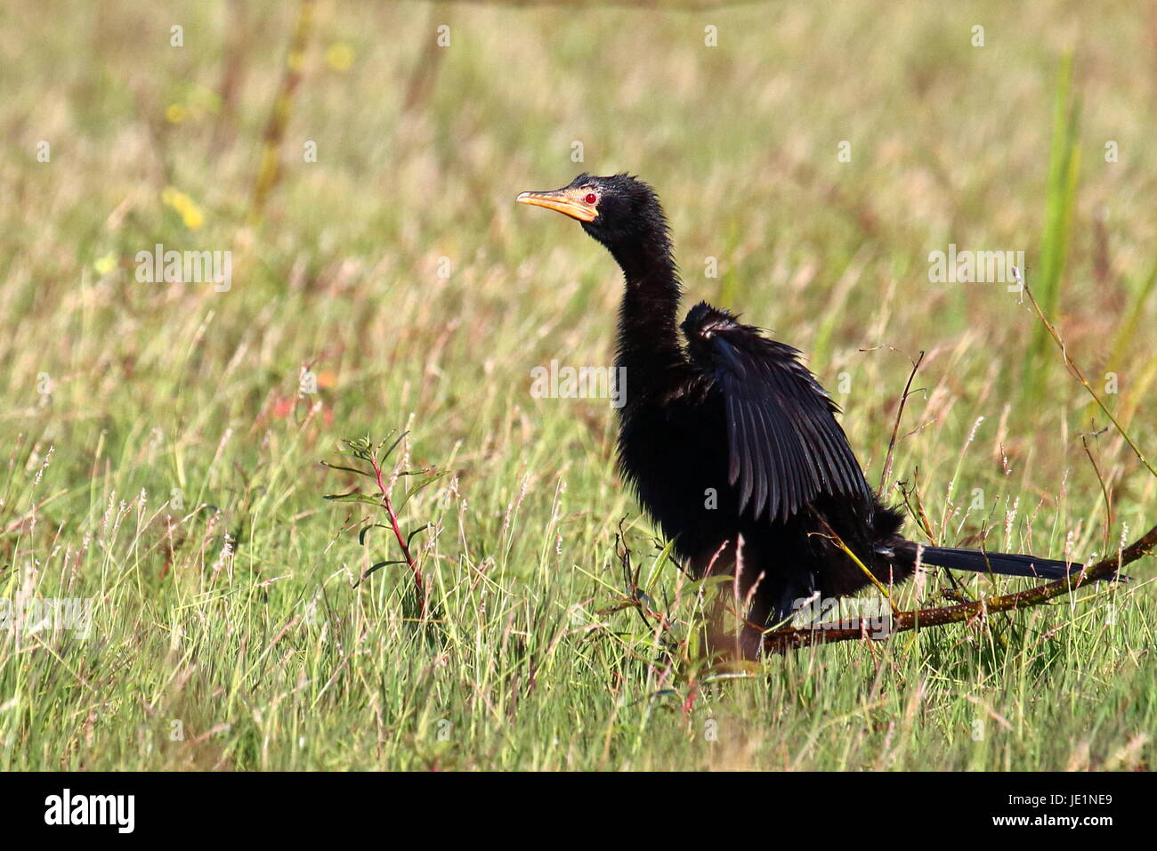 Long-tailed Kormoran, Reed Cormorant, Lochinvar-Nationalpark, Kafue Wohnungen, Stockfoto