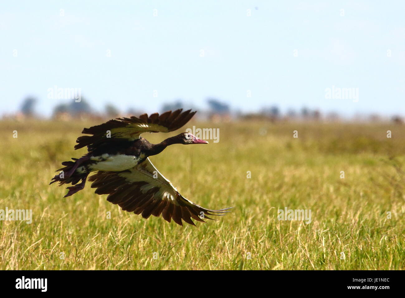 Spurwing Gans im Flug, Lochinvar-Nationalpark, Kafue Wohnungen, Sambia, Südafrika Stockfoto