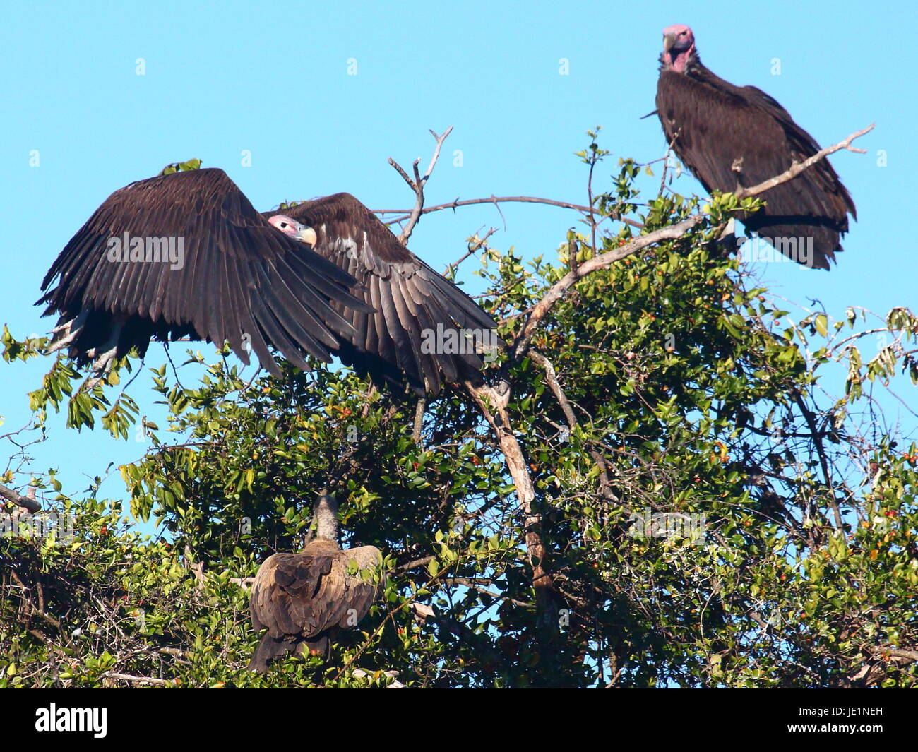 Ohrengeier konfrontiert Geier Torgos Tracheliotus, Bangweulu Feuchtgebiete, Sambia Stockfoto