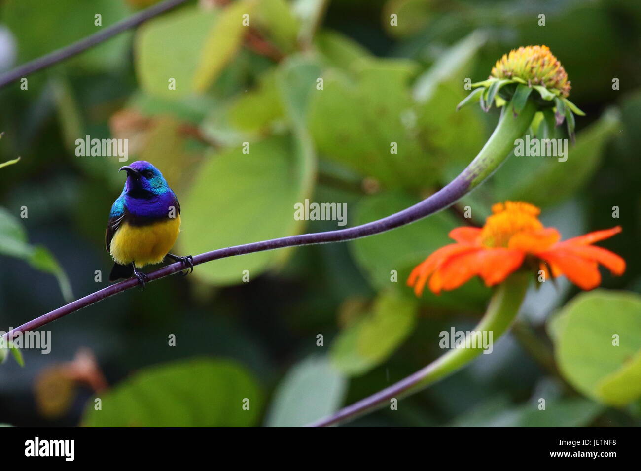 Bauche Sunbird Nectarinia Venusta, Lusaka, Sambia, Südafrika Stockfoto