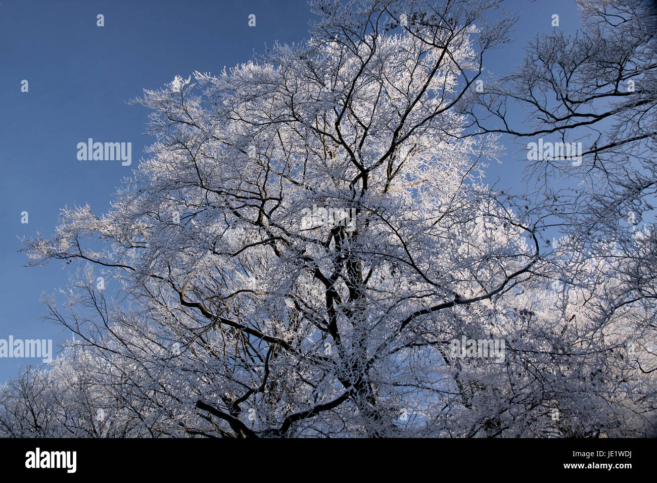 Baum Mit Raureif Bei Engenhahn Im Taunus, Hessen, Deutschland Stockfoto