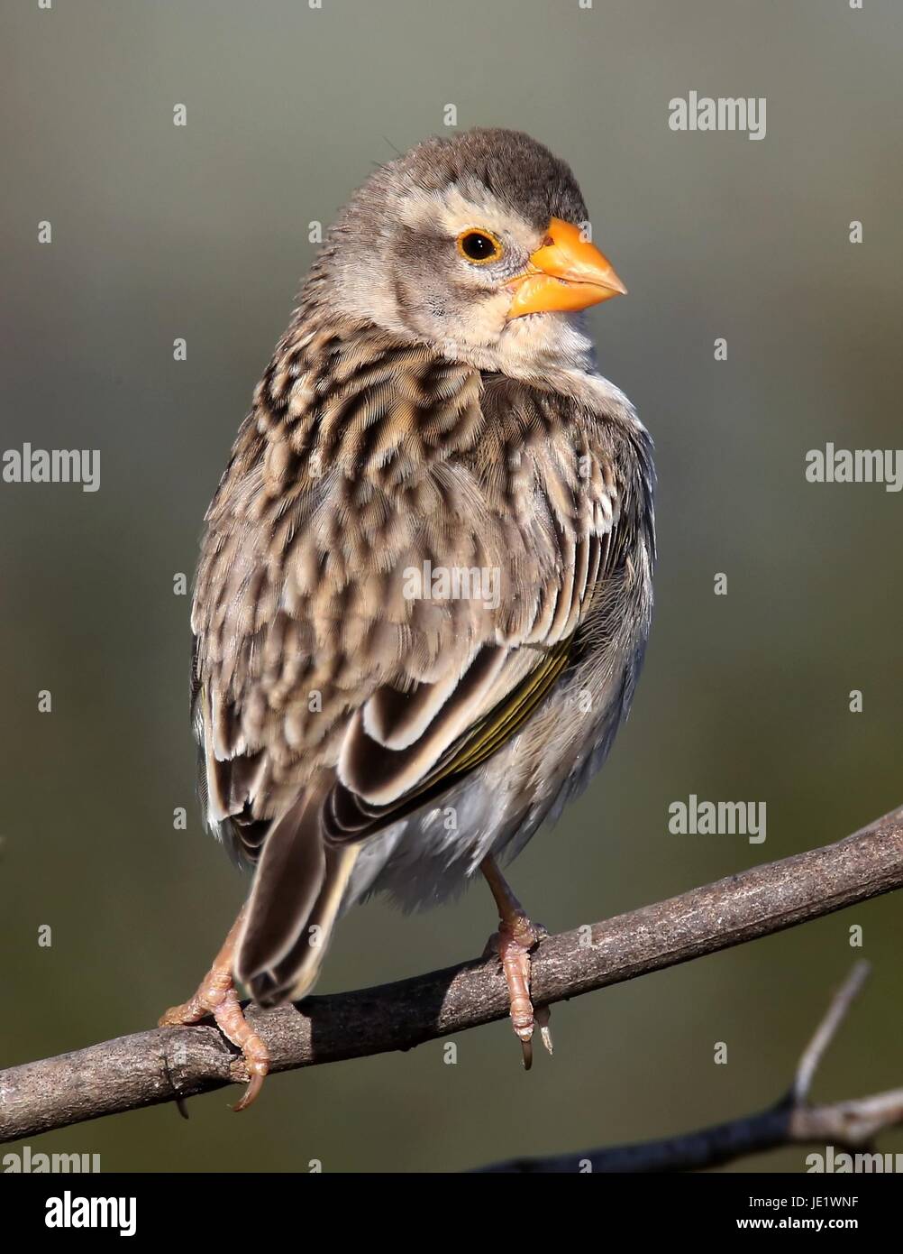 Fink Vogel mit orangefarbenen Schnabel Blick nach hinten Stockfoto