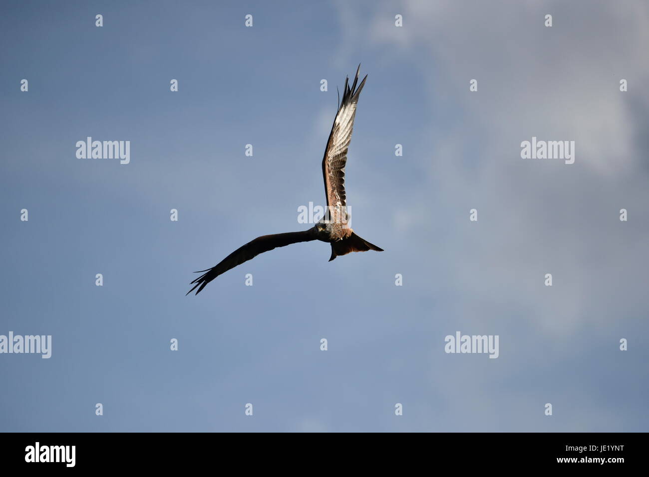 Rotmilan Milvus Milvus in fliegen Stockfoto