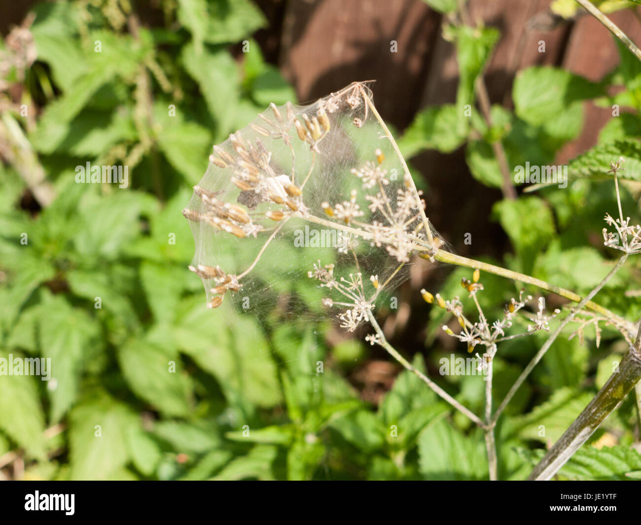 Blütenkopf abgedeckt in einem weißen Wisp seidig Spinnennetz um Insekten zu erfassen Stockfoto