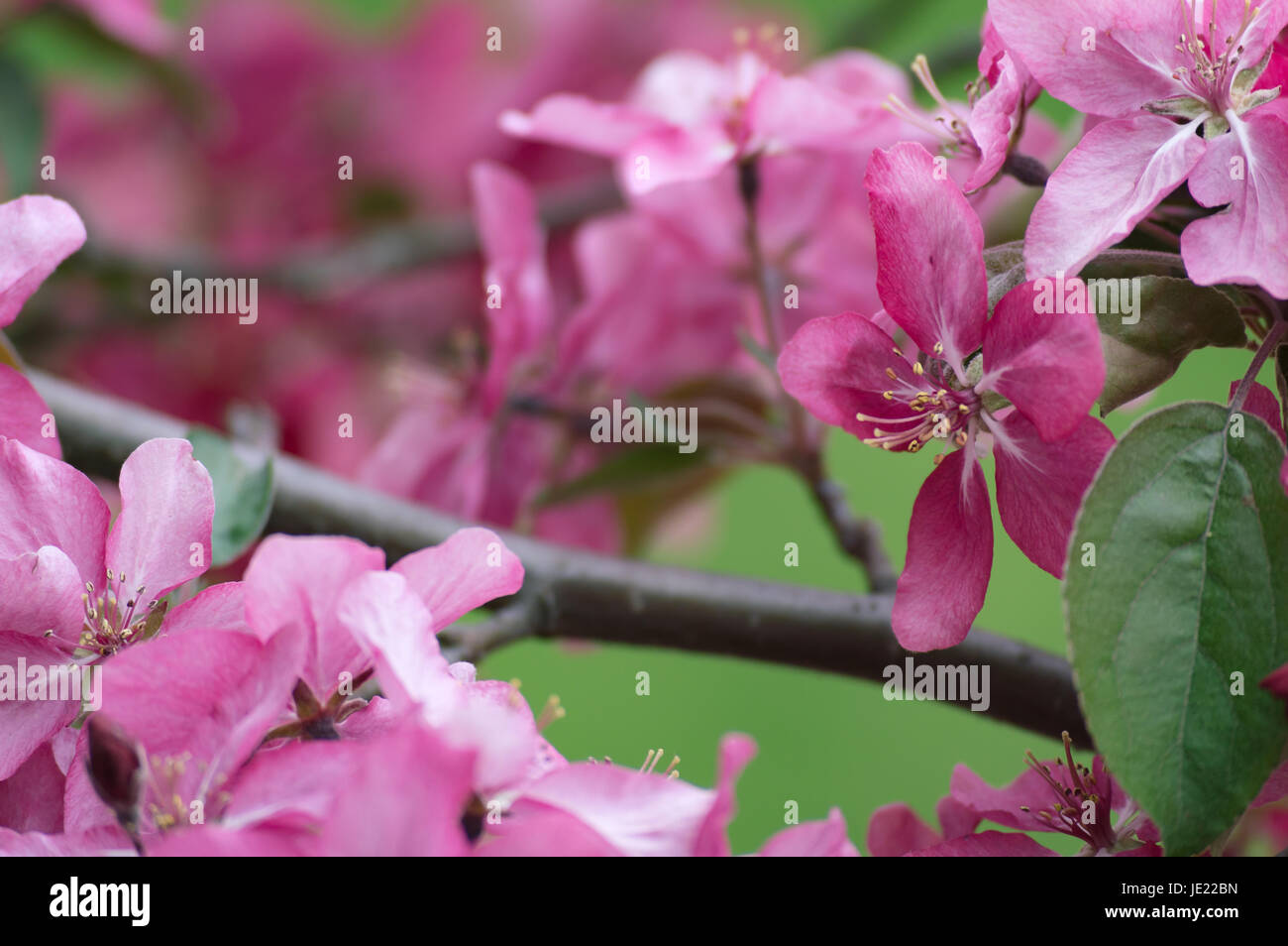 Hellrosa Blüten Stockfoto