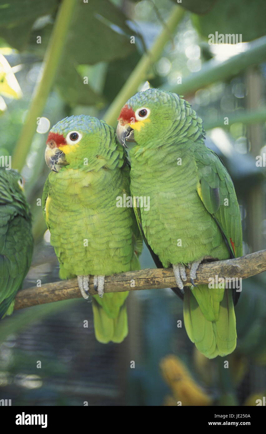 Tropische Vögel in der Stadt Copán in Honduras in Mittelamerika Stockfoto