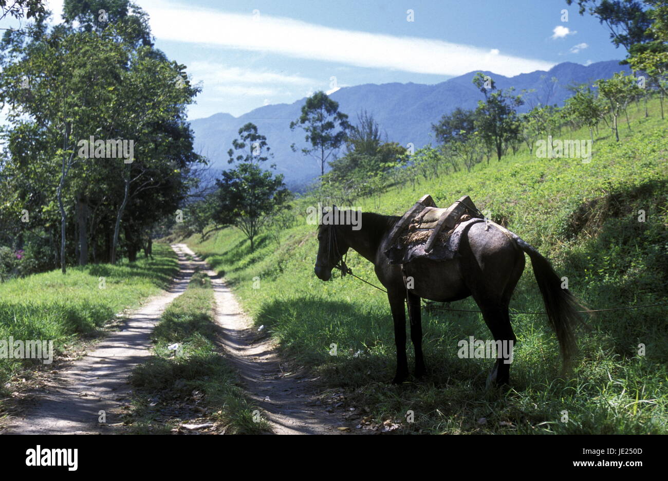 ein Pferd in der Nähe des Dorfes Gracias in Honduras in Mittelamerika Stockfoto