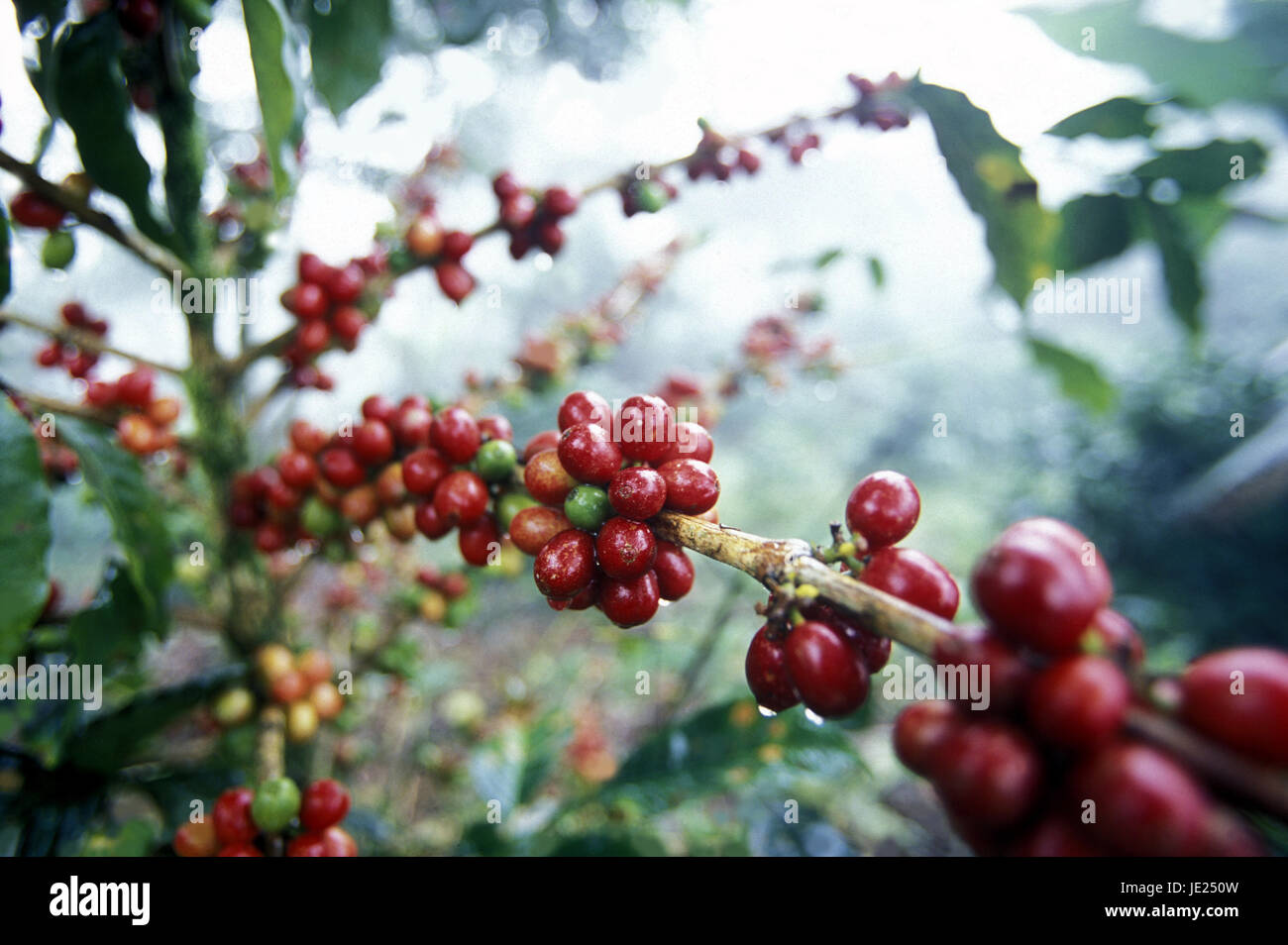 Die Kaffee-Plantagen in die Hügel von Copán in Honduras in Mittelamerika Stockfoto