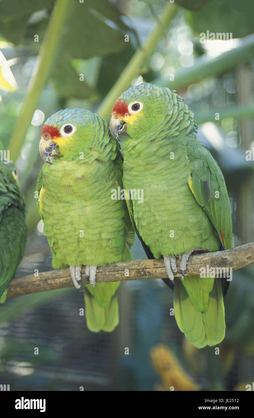 Tropische Vögel in der Stadt Copán in Honduras in Mittelamerika Stockfoto