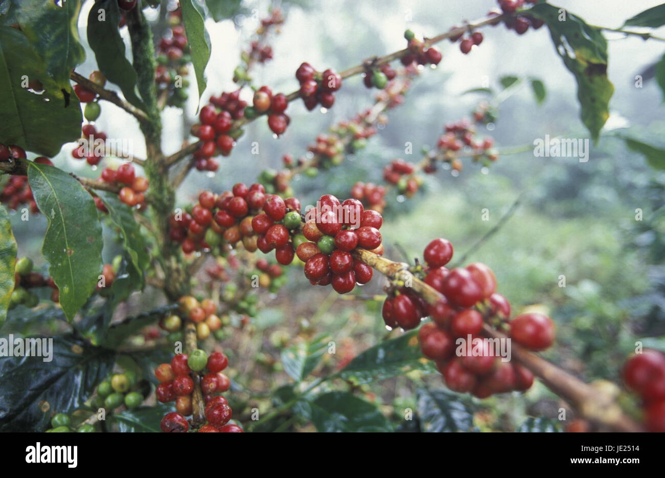Die Kaffee-Plantagen in die Hügel von Copán in Honduras in Mittelamerika Stockfoto