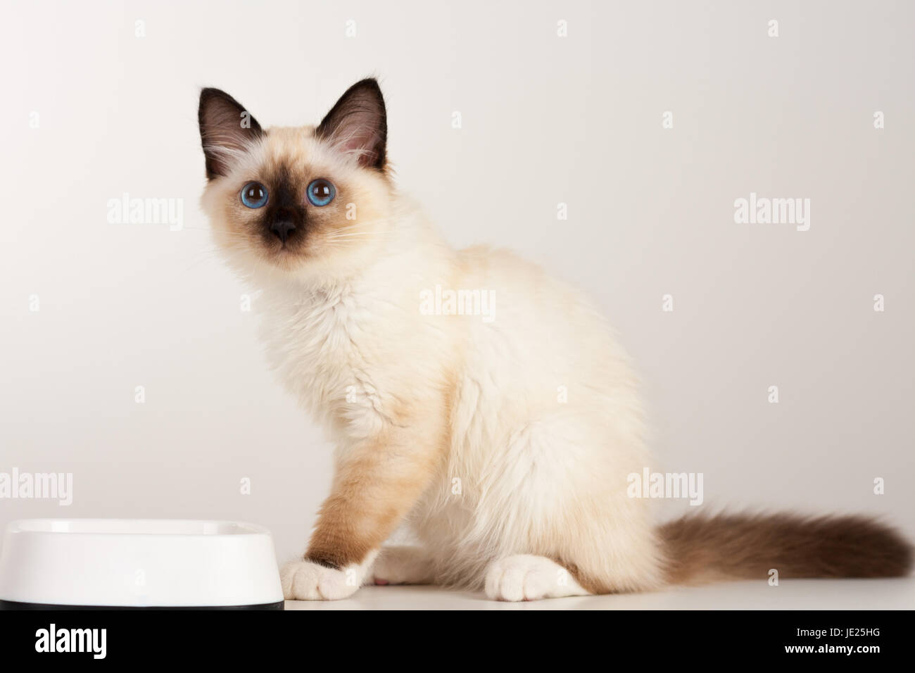 Ein Seal Point Birma Katze 4 Monate Altes Kätzchen Mann