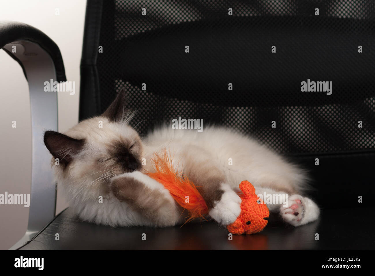 4 Monate Alte Katze Größe 4 monate altes kätzchen Stockfotos und -bilder Kaufen - Alamy