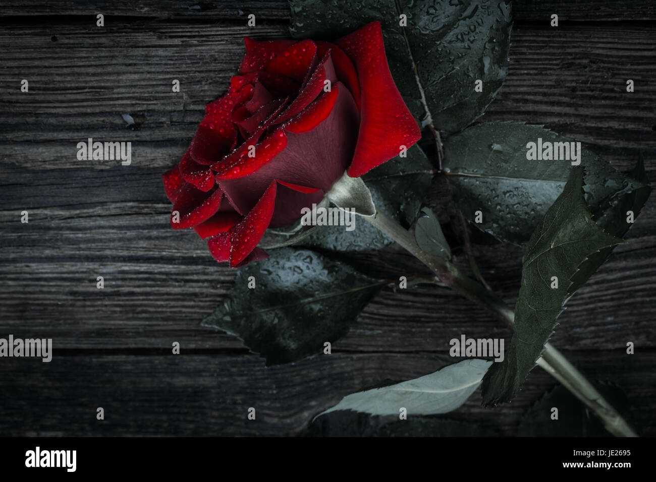 schöne Wild wachsende rote Rose auf weißem Hintergrund Stockfoto