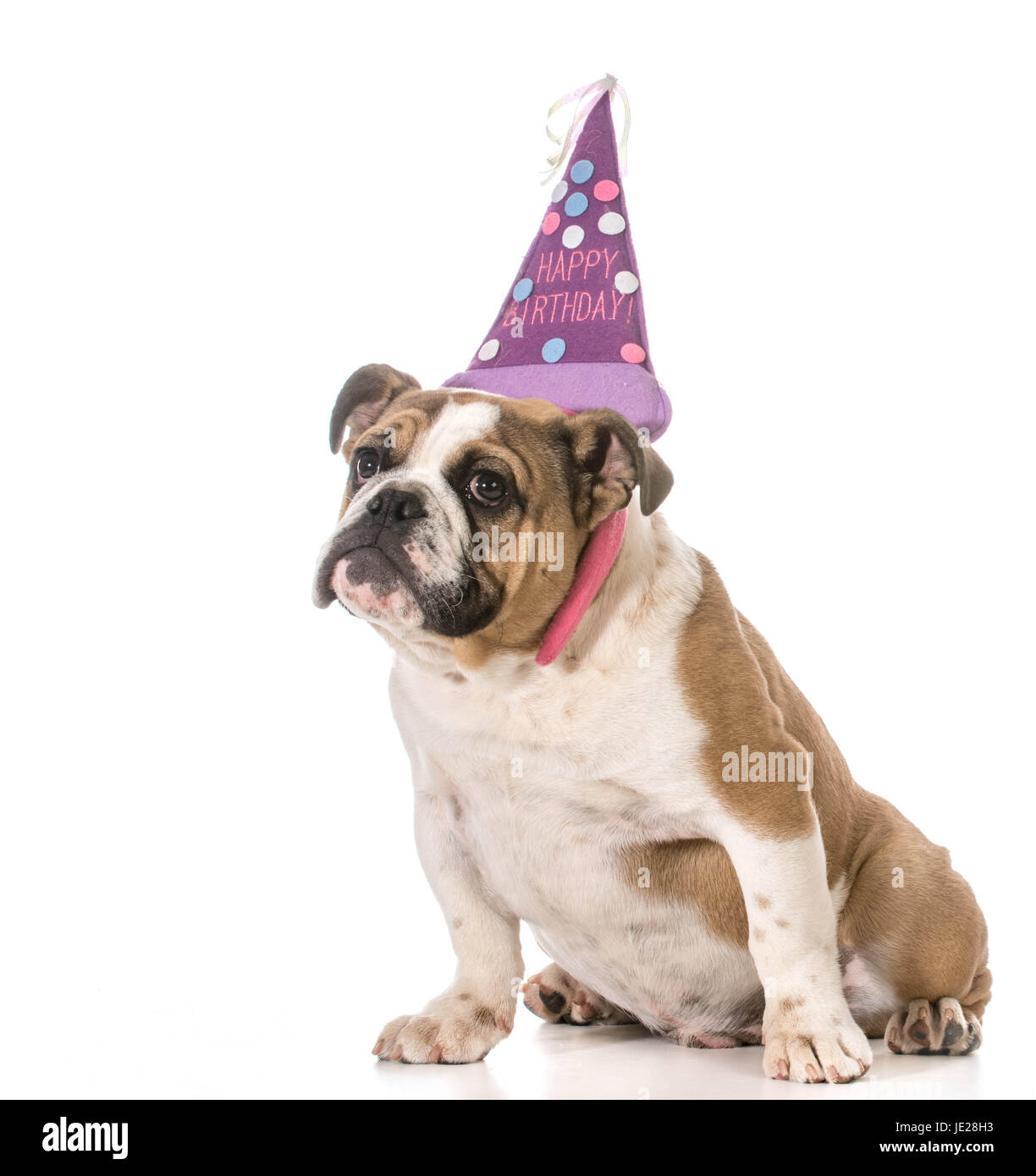 Geburtstag Hund - englische Bulldogge trägt Geburtstag Stirnband auf weißem Hintergrund Stockfoto