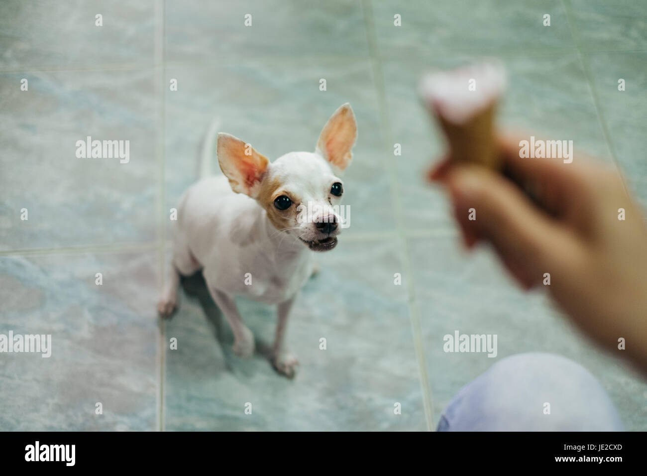 weiße Chihuahua Hund betteln um die Eistüte Stockfoto