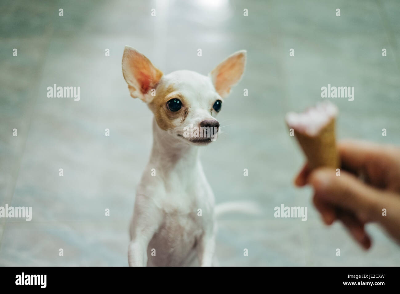 weiße Chihuahua Hund betteln um die Eistüte Stockfoto