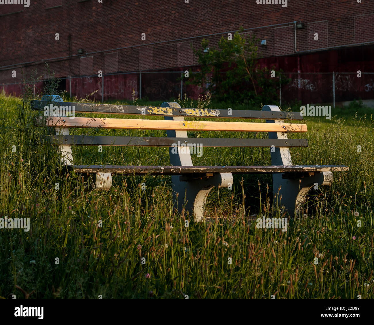 Parkbank umgeben von überwucherten Rasen in Queens, NY, USA Stockfoto