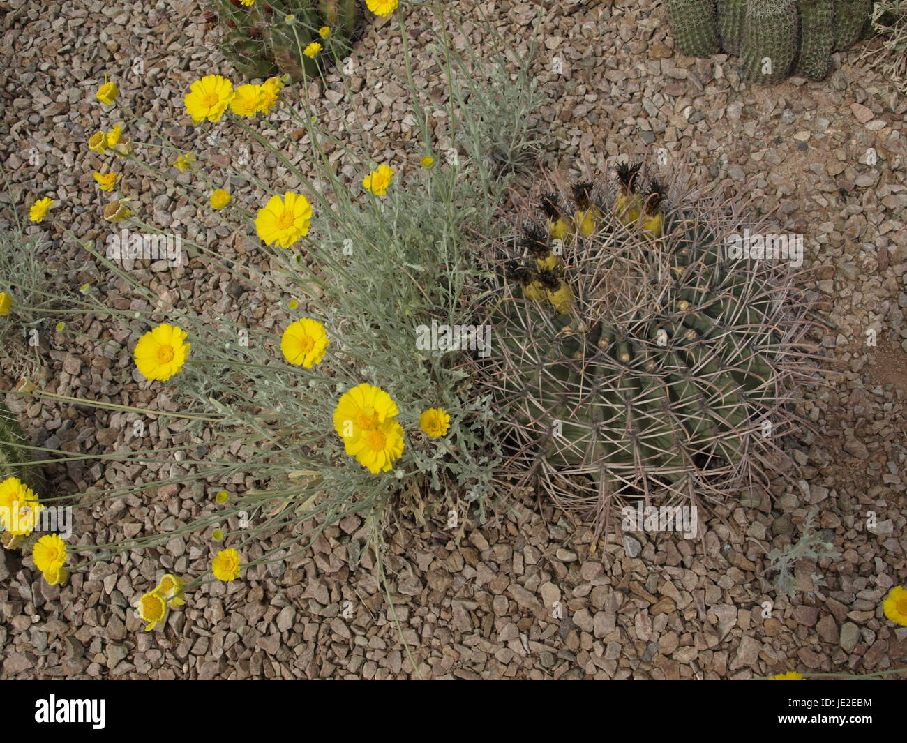 Gelbe Blume auf sphärische Kaktus Stockfoto