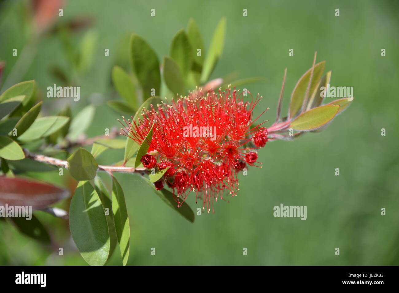 Pfeifenputzer blute Fotos und Bildmaterial in hoher Auflösung Alamy