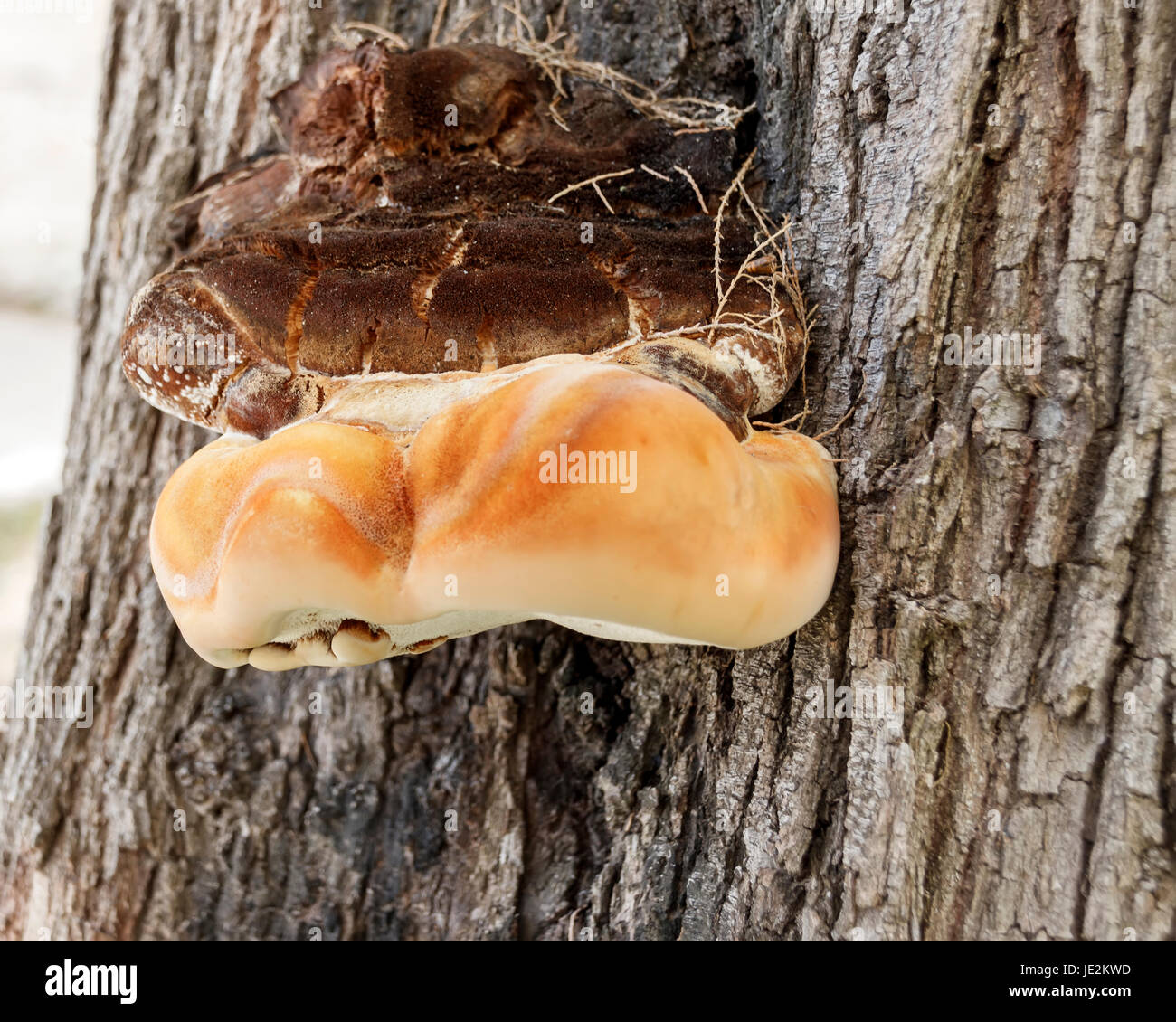 Holz-Pilz auf Baum Stockfoto