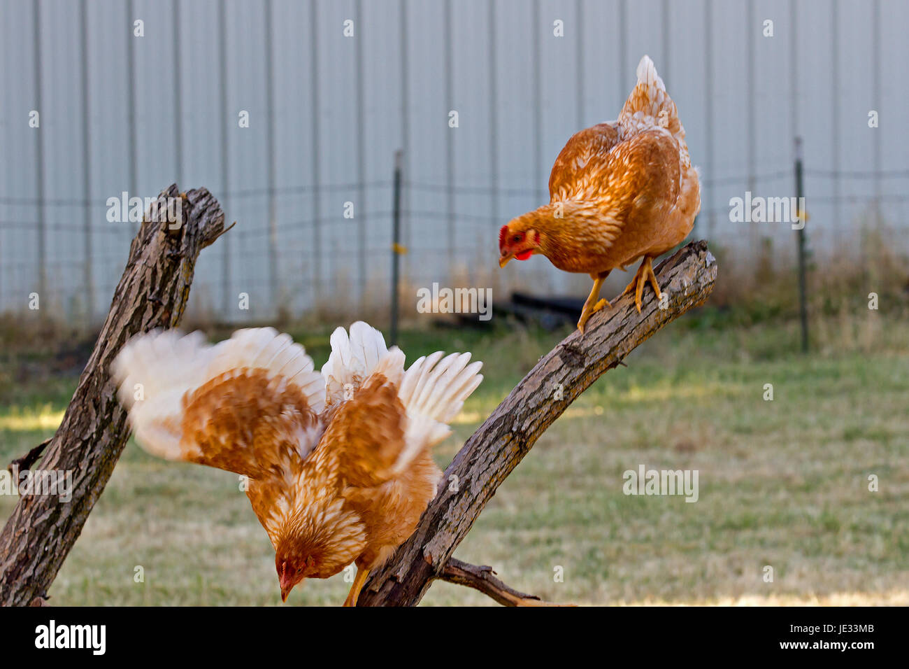 Freilaufenden Hühner Stockfoto