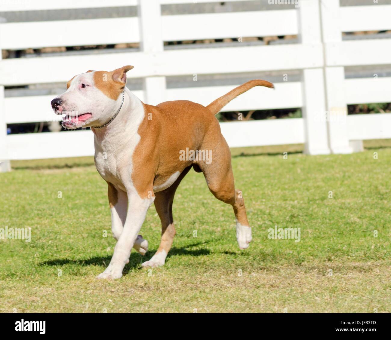 Eine kleine, junge, schöne, weiß und rot-Sable Amerikanischer Staffordshire-Terrier zu Fuß auf dem Rasen, während seine Zunge heraus und auf der Suche nach verspielt und fröhlich. Seine Ohren sind abgeschnitten. Stockfoto