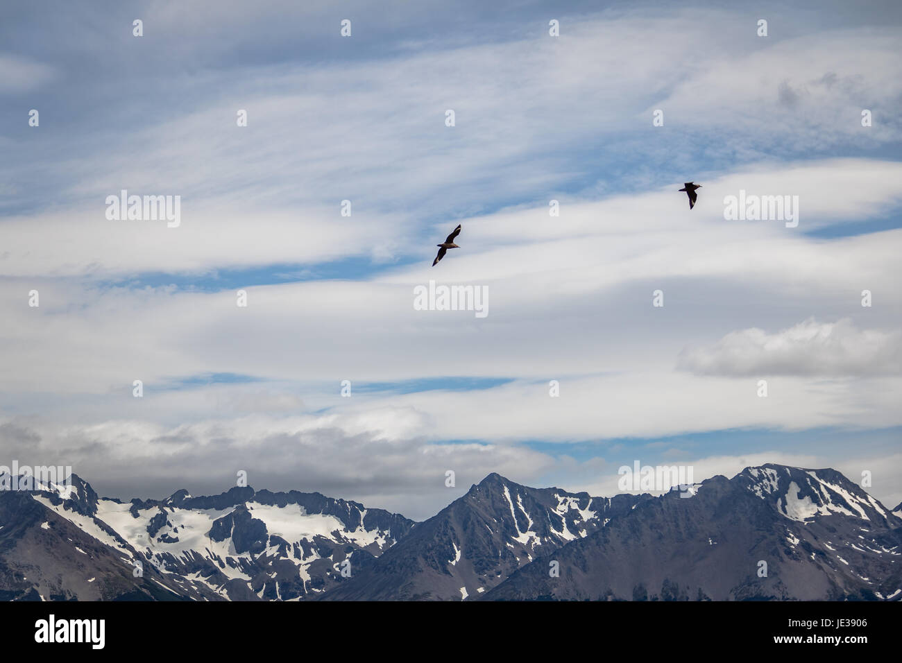 Chilenische Skua Vogel fliegen über Berge im Beagle-Kanal - Ushuaia, Feuerland, Argentinien Stockfoto