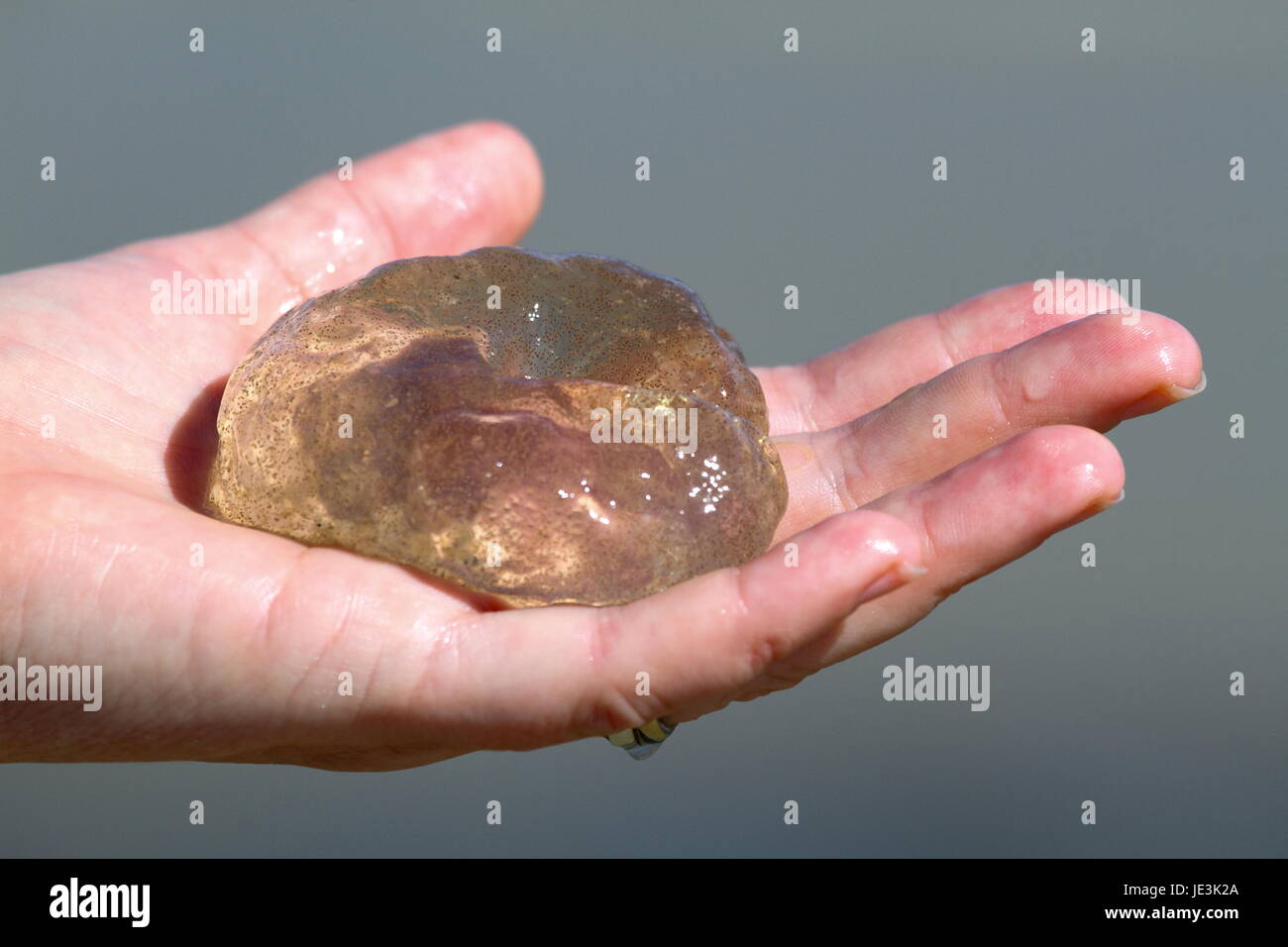 Eine Dame hat eine Salp in der Hand. Stockfoto
