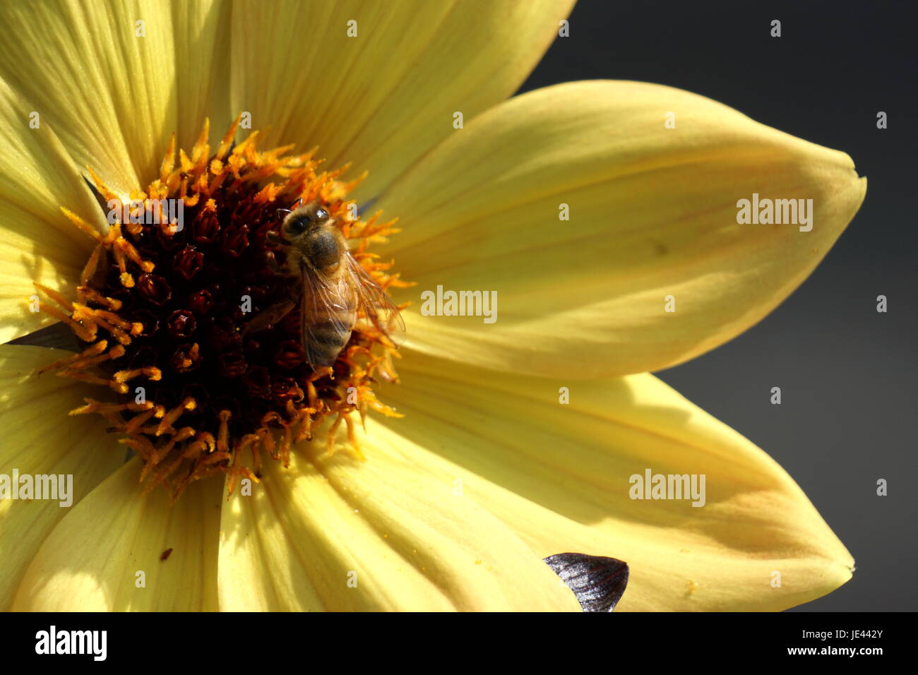 In der Nähe von Biene bestäubt Gelbe Blume Stockfoto