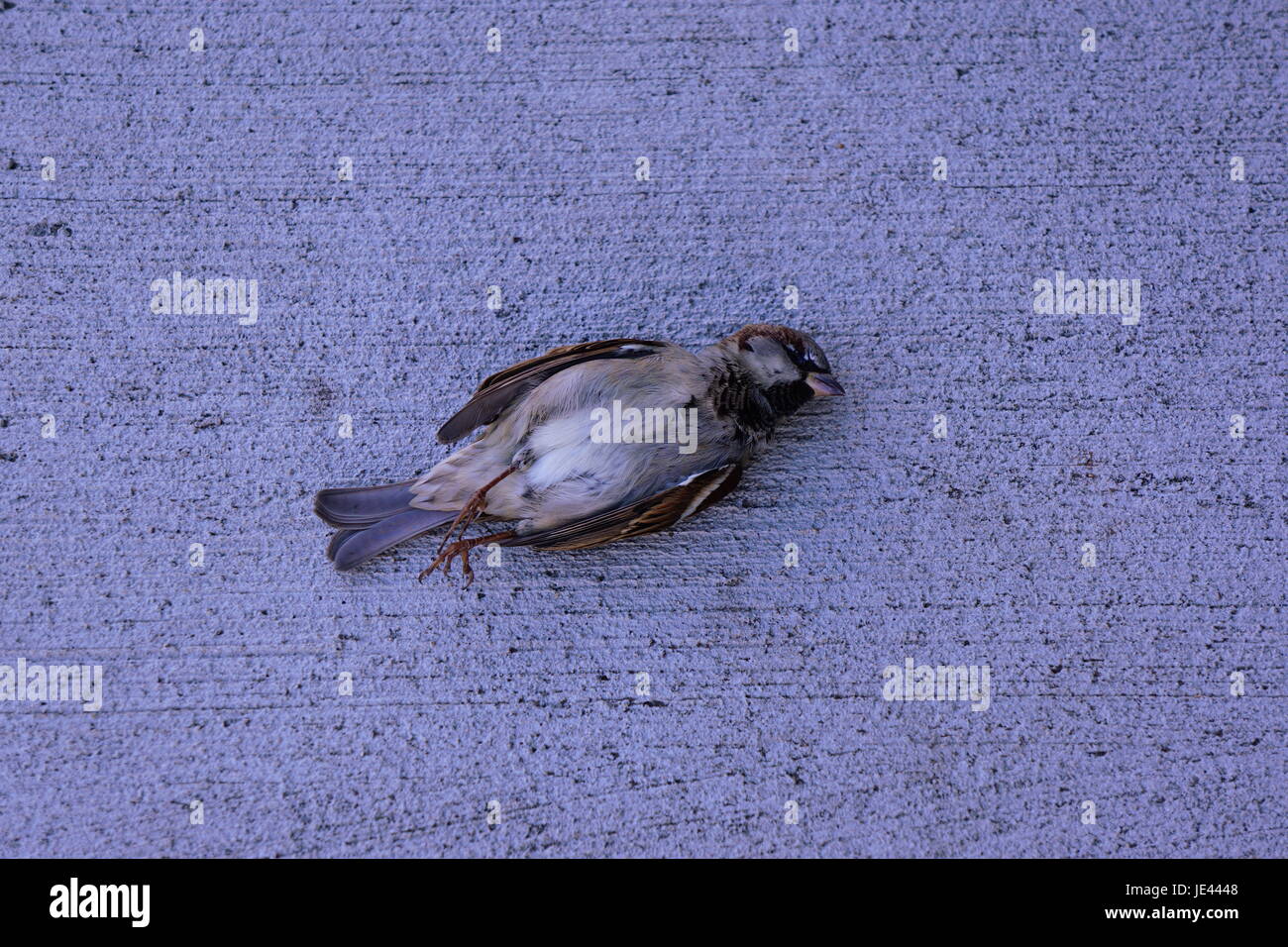 Toter Vogel auf dem Boden Stockfoto