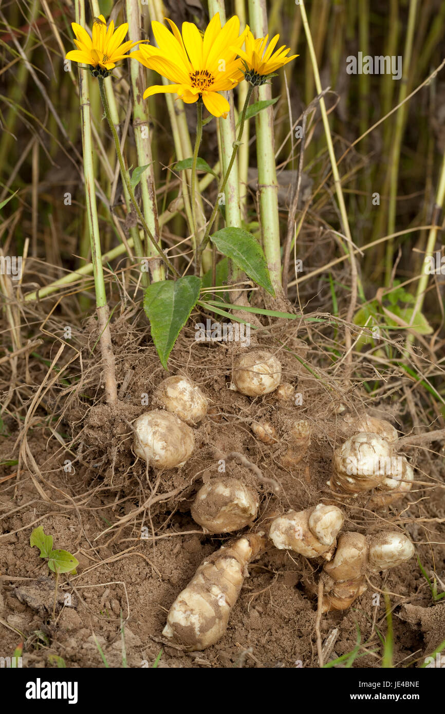 Arten essbare Knolle mit Wurzeln und Blumen Stockfotografie Alamy