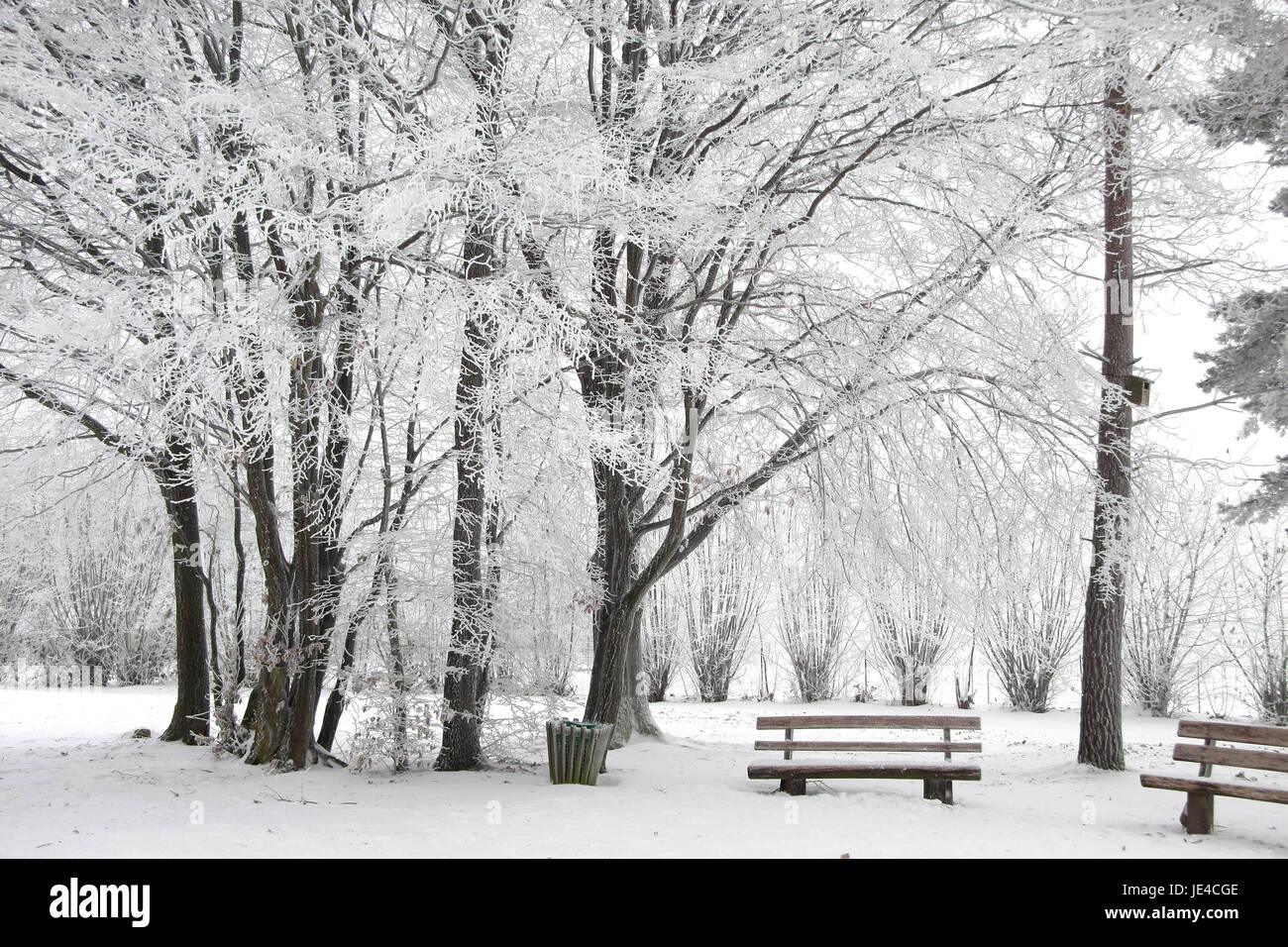 Verschneite Park Im Winterwald Bei Engenhahn Im Taunus, Hessen, Deutschland Stockfoto