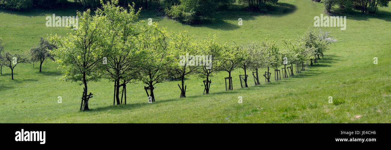 Reihe Mit Obstbäumen Im Taunus Bei Engenhahn, Hessen, Deutschland Stockfoto
