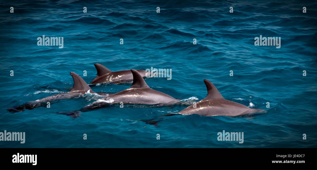 Delfin Stockfoto