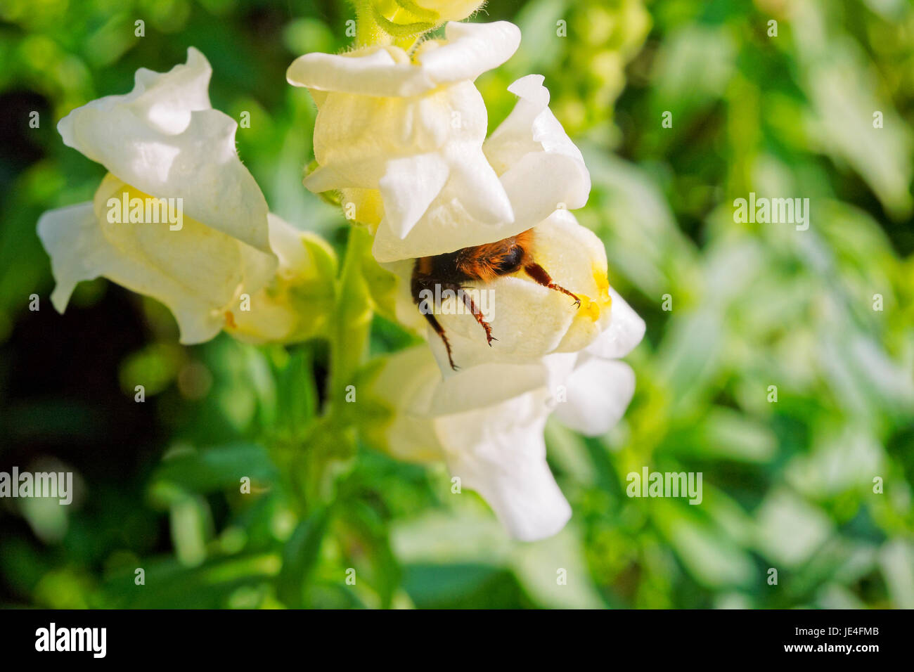 Die Seite einer Karde Biene ist alles, die was gesehen werden kann, wie es im Inneren eine weiße Blume steigt. Stockfoto