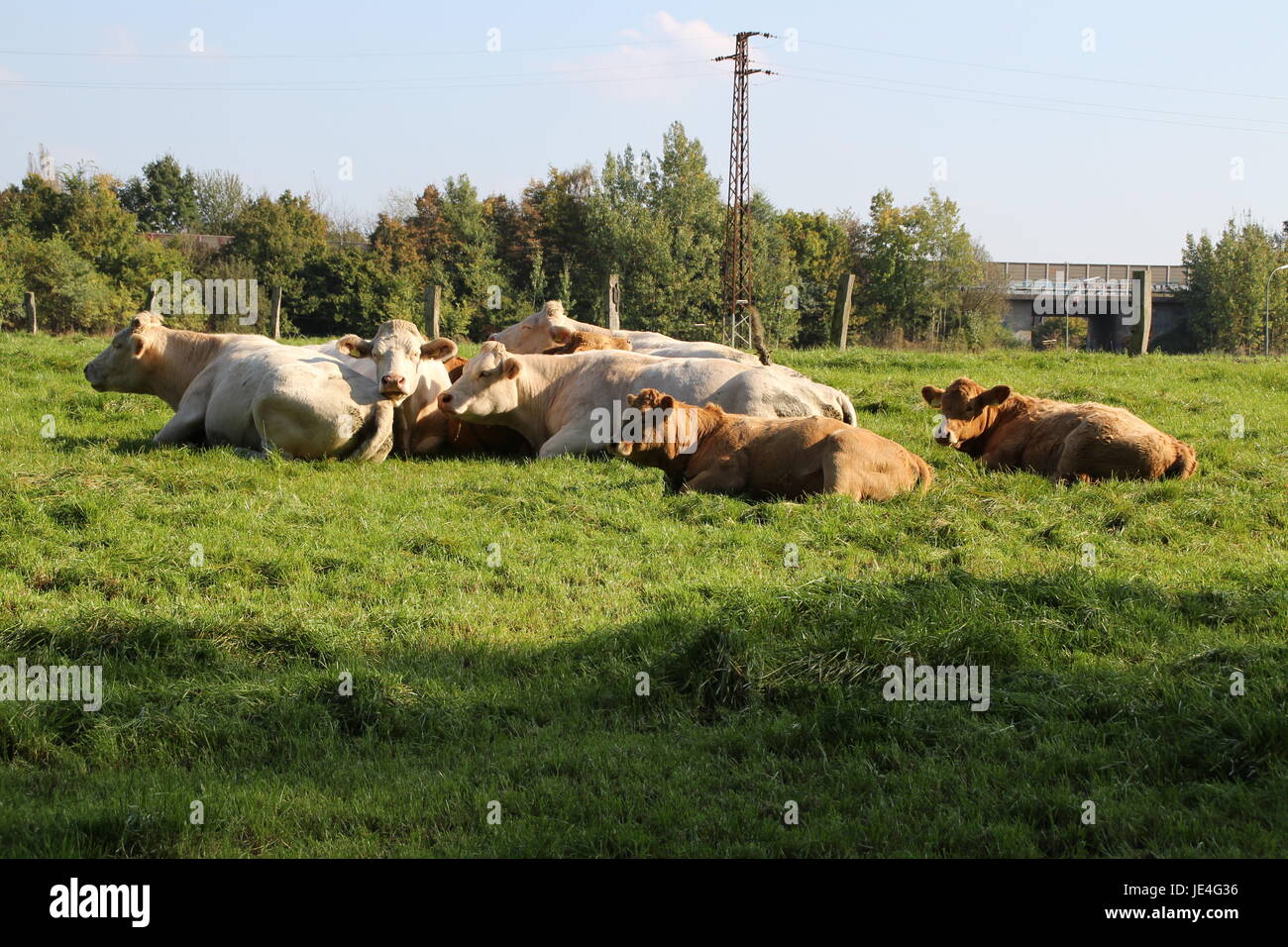Kühe auf der Weide Stockfoto