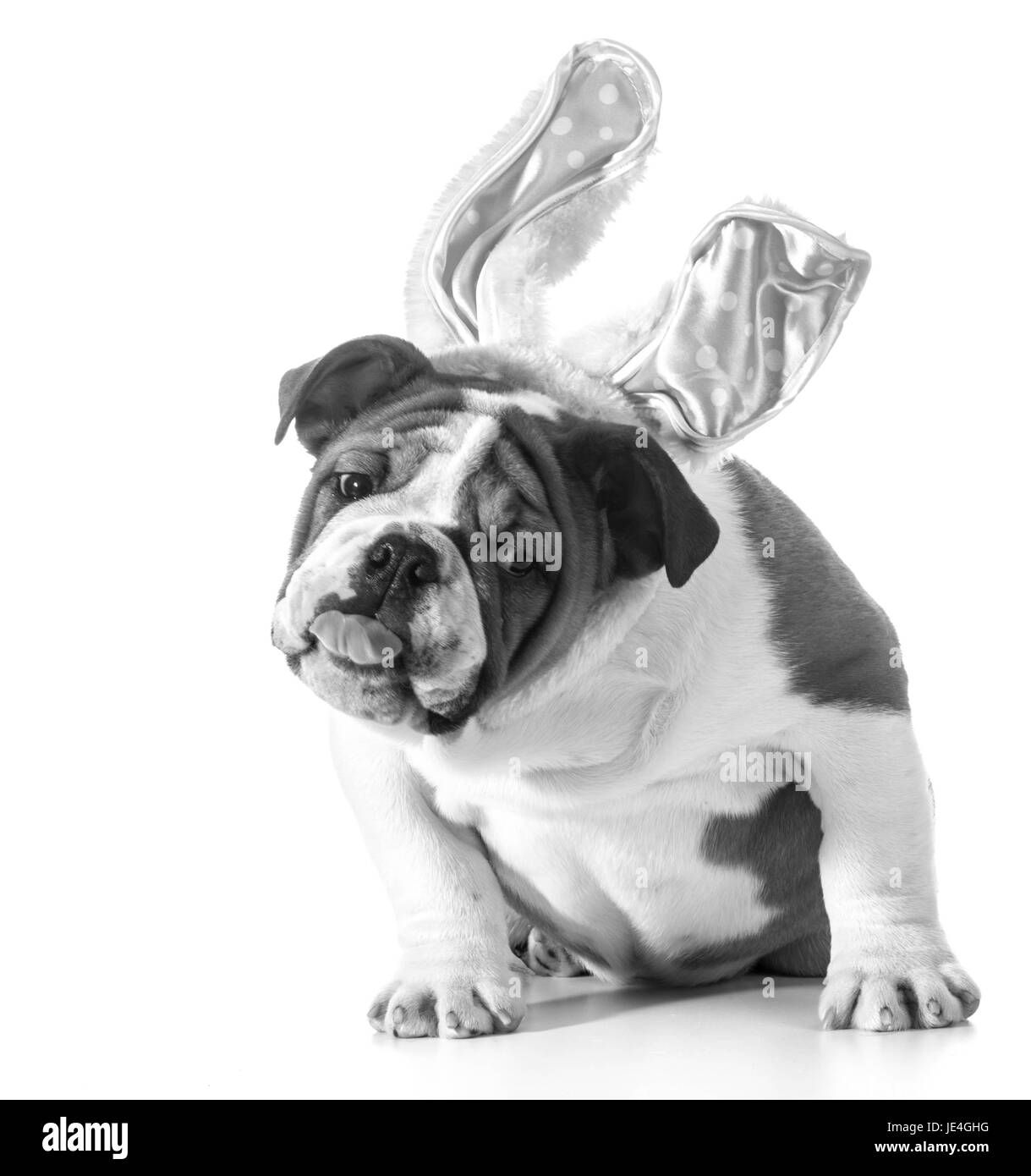 englische Bulldogge trägt Hasenohren Stockfoto