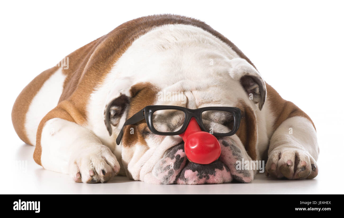 Hund mit Clown Brille auf weißem Hintergrund englische Bulldogge