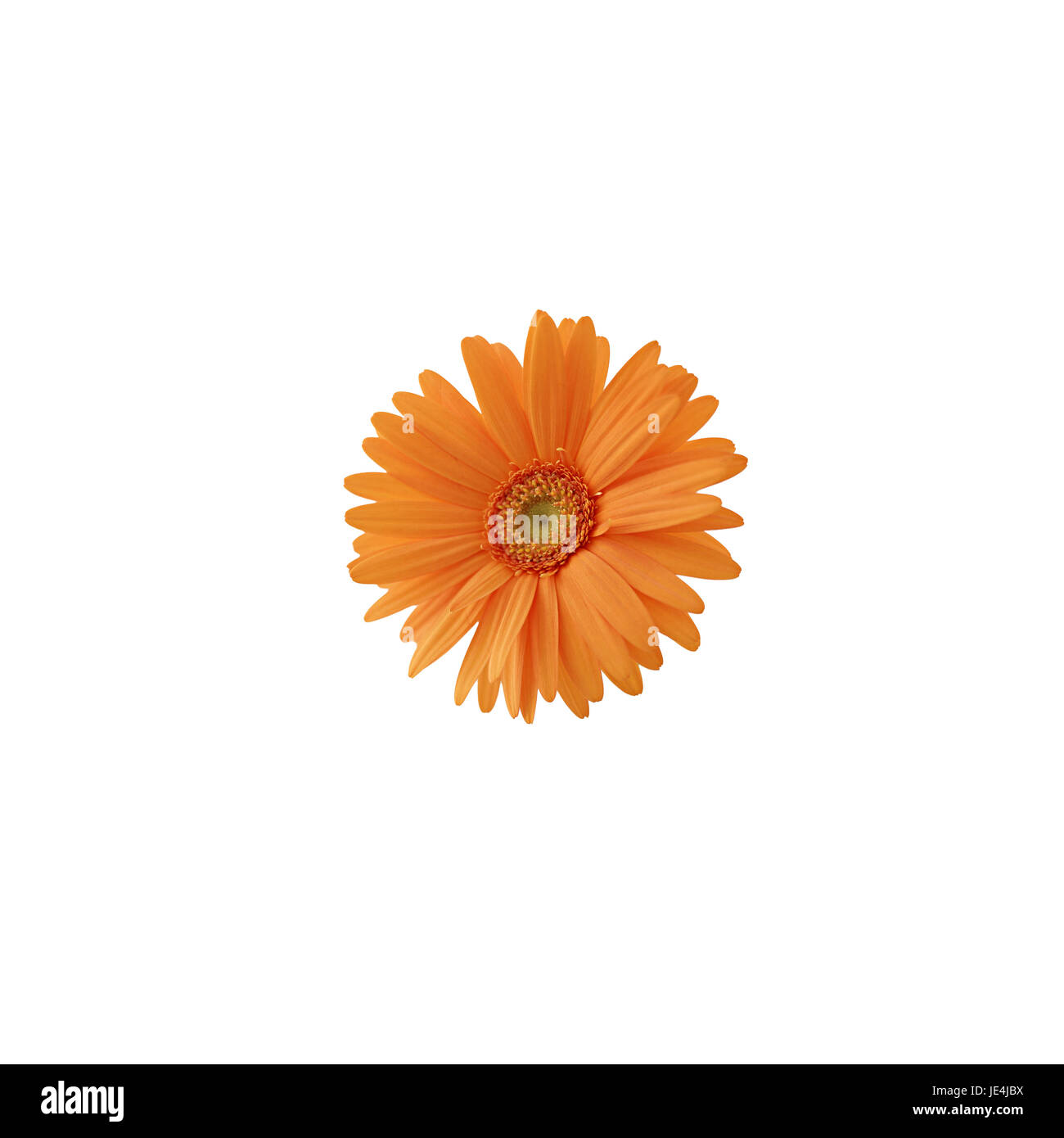 Orange daisy auf weißem Hintergrund Stockfoto