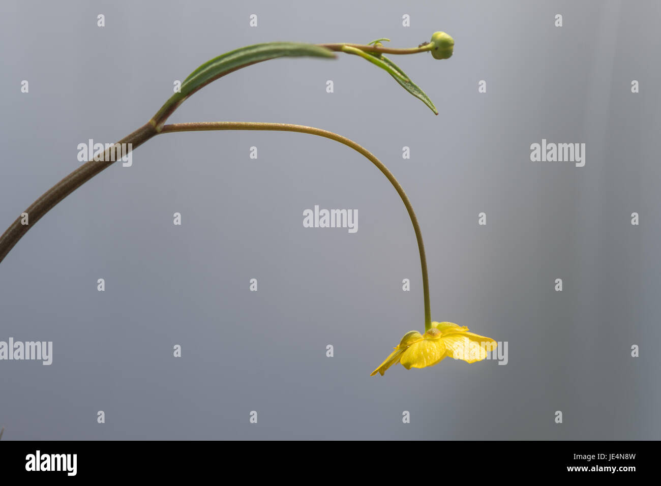 Geringerer Spearwort (Ranunculus Flammula) in Blüte. Gelbe Blume Pflanze in der Familie Butterblume (Butterblume), am Rande eines Sees wächst Stockfoto