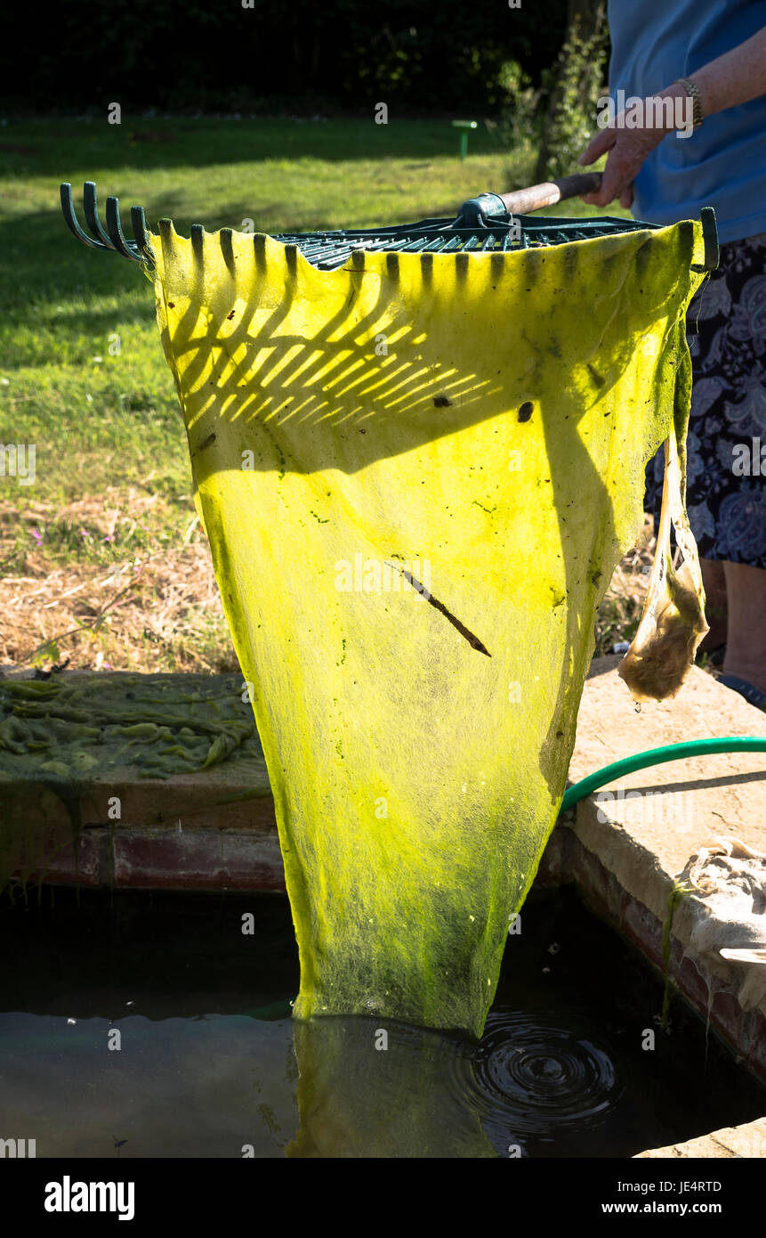 Decke unkraut gartenteich Fotos und Bildmaterial in hoher Auflösung